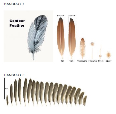 [/userfiles/files/fact16-feathers-pic.jpg]